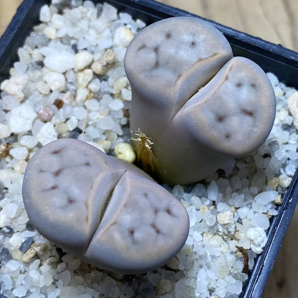 SH35466 Lithops karasmontana v. eberlanzii