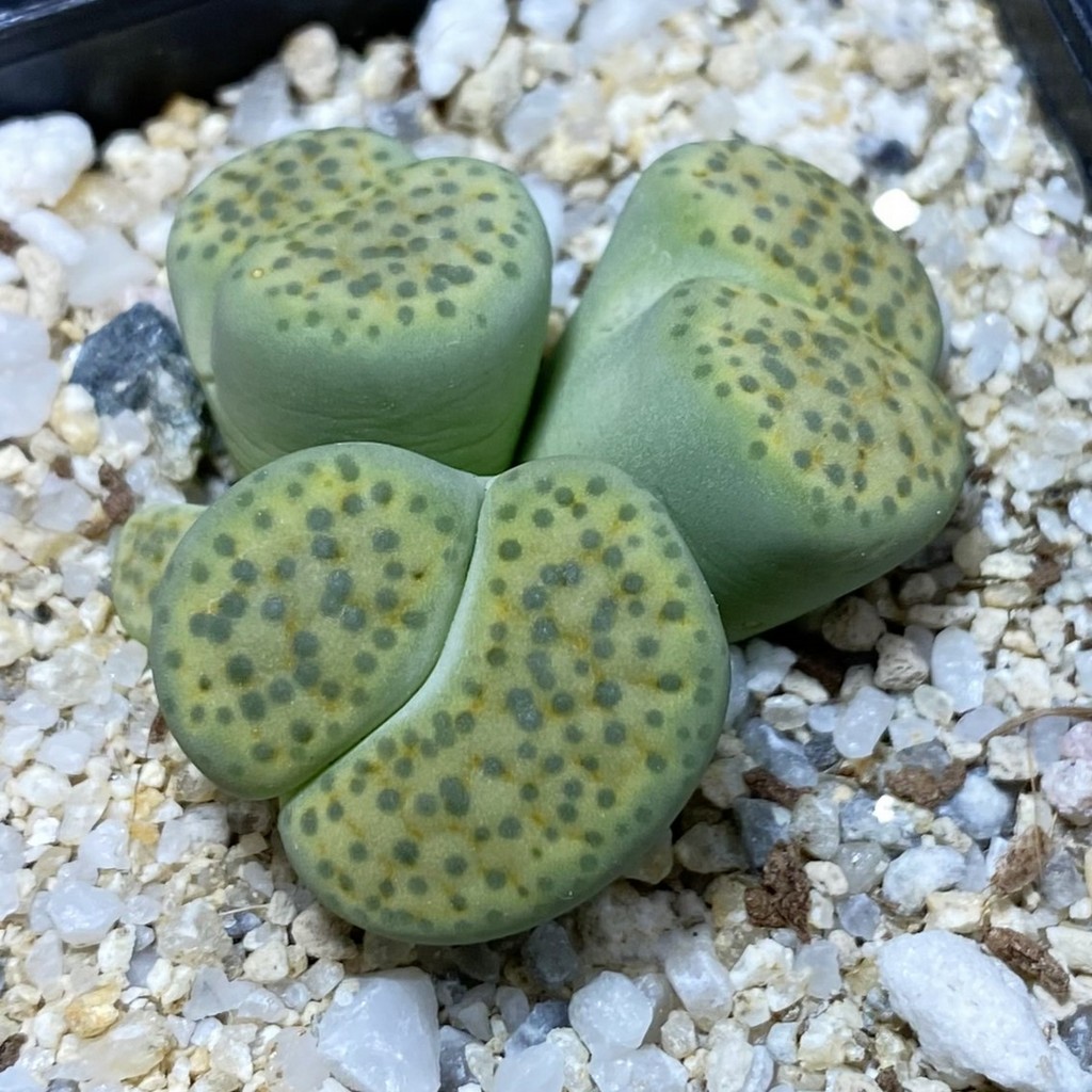 SH35467 Lithops fulviceps v. aurea