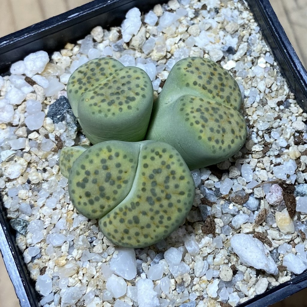 SH35467 Lithops fulviceps v. aurea - Image 2