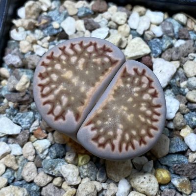 SH35468 Lithops julii