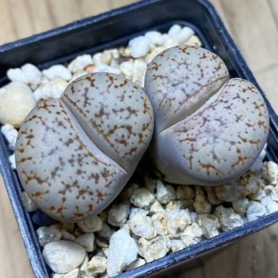 SH35469 Lithops pseudotruncatella