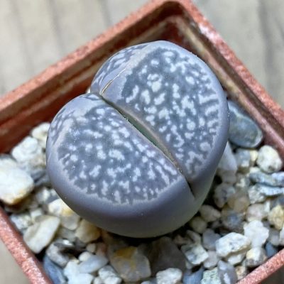 SH35410 Lithops marmorata v. framesii