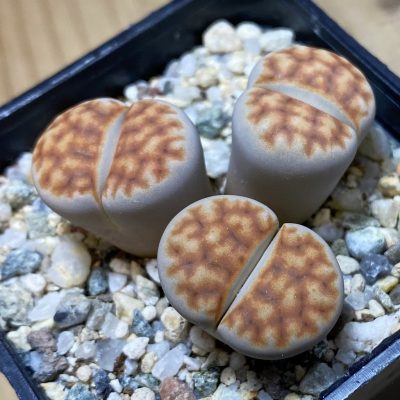 SH35470 Lithops karasmontana v. summitatum