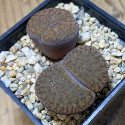 SH35471 Lithops bromfieldii v. glaudinae C116