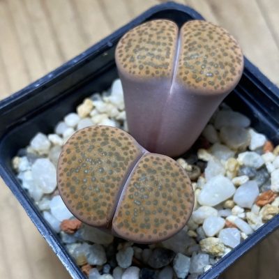 SH35472 Lithops fulviceps