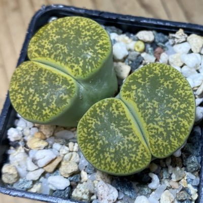 SH35473 Lithops lesliei v. albinica C036A
