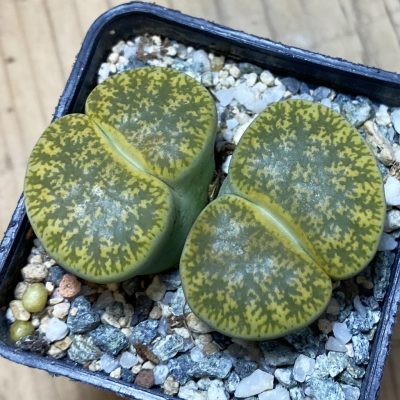 SH35474 Lithops lesliei v. albinica C036A