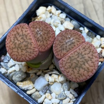 SH35475 Lithops aucampiae v. koelemani