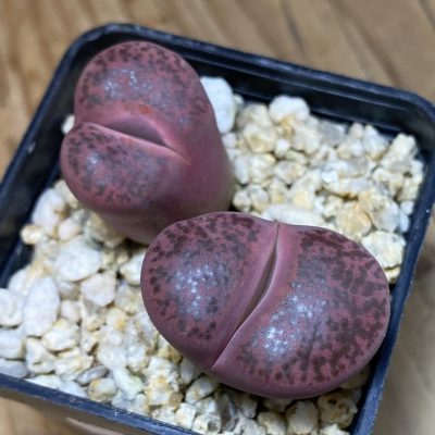 SH35476 Lithops bromfieldii ‘Embers’