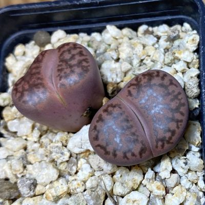SH35477 Lithops bromfieldii ‘Embers’