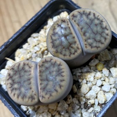 SH35478 Lithops schwantesii