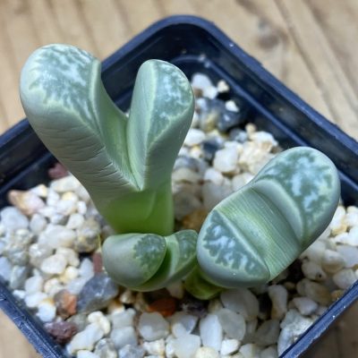 SH35479 Lithops helmutii C 271