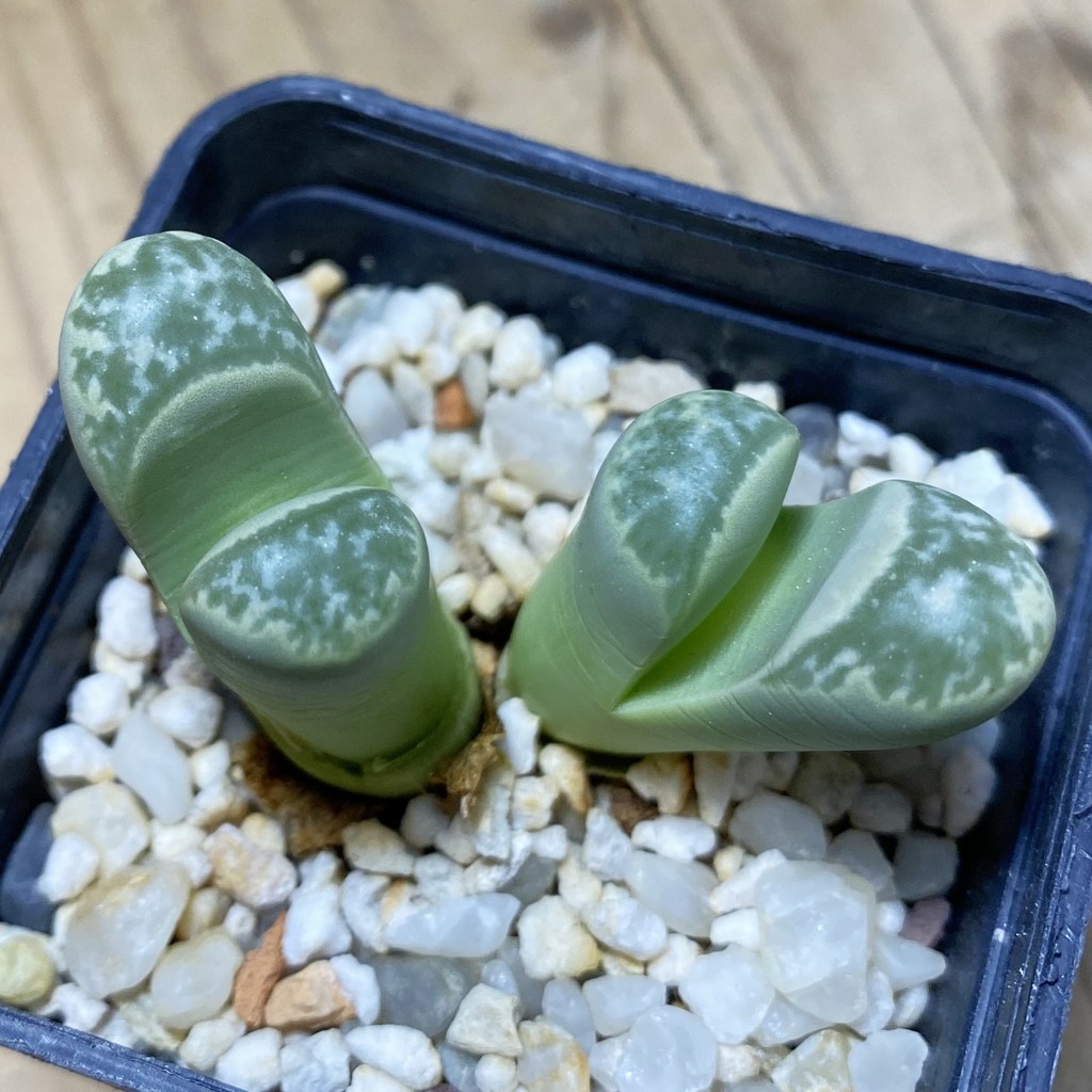 SH35480 Lithops helmutii C 271