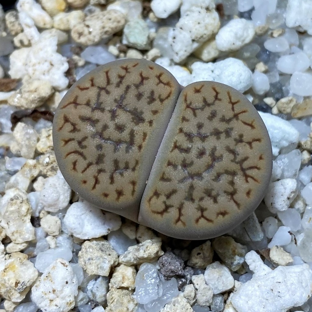 SH35481 Lithops hookeri C091