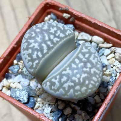 SH35411 Lithops marmorata v. framesii