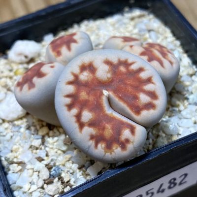 SH35482 Lithops karasmontana v. lateritia f. monstrosa