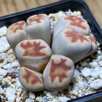 SH35483 Lithops karasmontana v. lateritia f. monstrosa