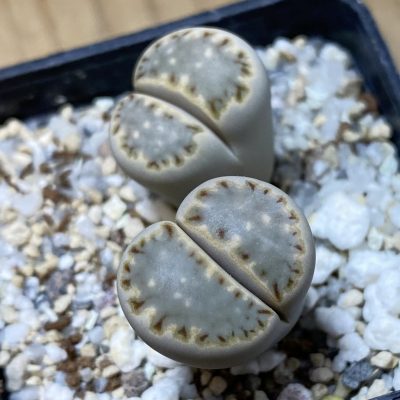 SH35484 Lithops julii ssp. fulleri v. rouxii