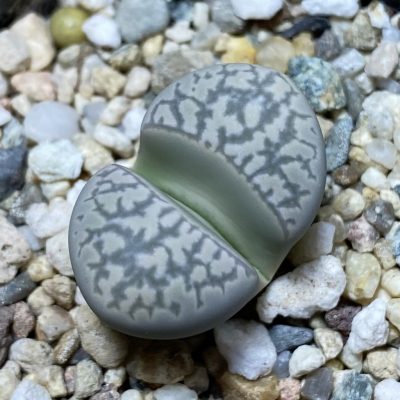 SH35485 Lithops marmorata v. elisae