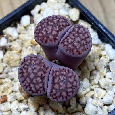 SH35486 Lithops salicola ‘Sato’s Violet’ hybrid