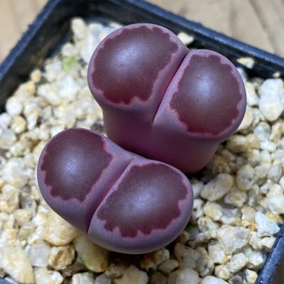 SH35487 Lithops salicola ‘Sato’s Violet’ hybrid