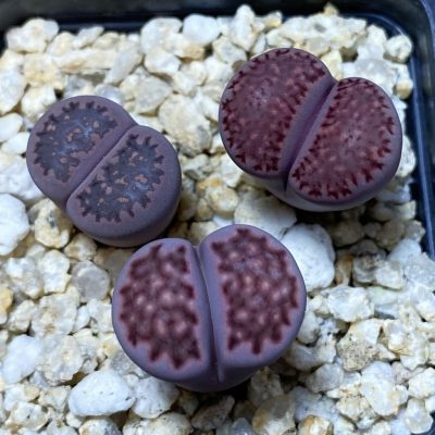 SH35488 Lithops salicola ‘Sato’s Violet’ hybrid