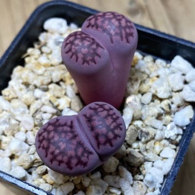 SH35489 Lithops salicola ‘Sato’s Violet’ hybrid