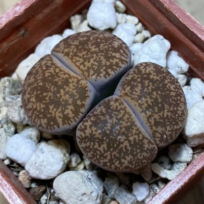 SH35412 Lithops lesliei v. hornii
