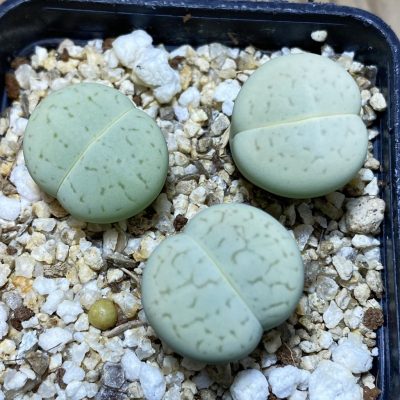 SH35490 Dinteranthus vanzylii ‘Emerald’, 3 plants seedling