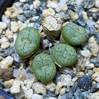 SH35491 Conophytum obcordellum