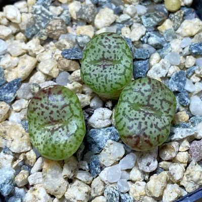 SH35492 Conophytum obcordellum