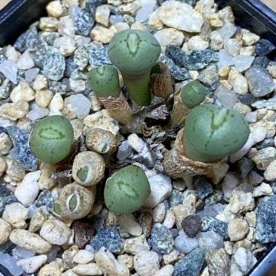 SH35493 Conophytum obcordellum
