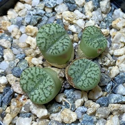 SH35494 Conophytum obcordellum