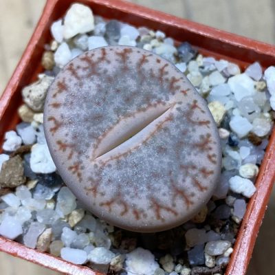 SH35404 Lithops pseudotruncatella v. dendritica