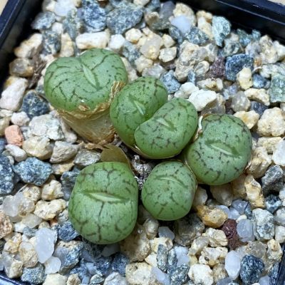 SH35495 Conophytum obcordellum