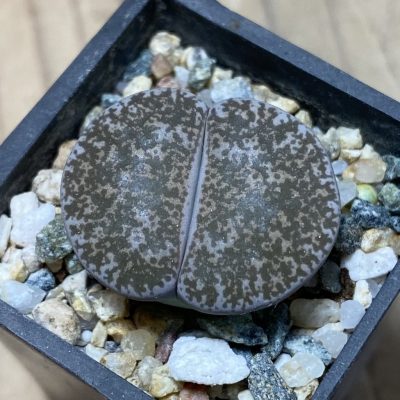 SH35397 Lithops lesliei v. venteri