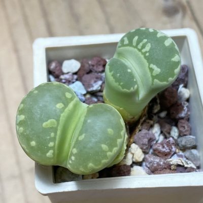 SH35398 Lithops otzeniana 'Aquamarine'