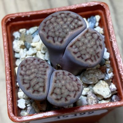 SH35399 Lithops hallii