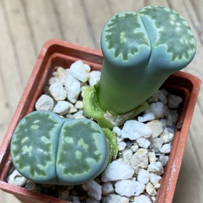 SH35400 Lithops julii v. fulleri 'Fuller Green'