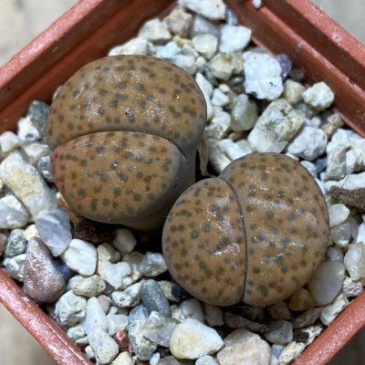 SH35413 Lithops fulviceps C412
