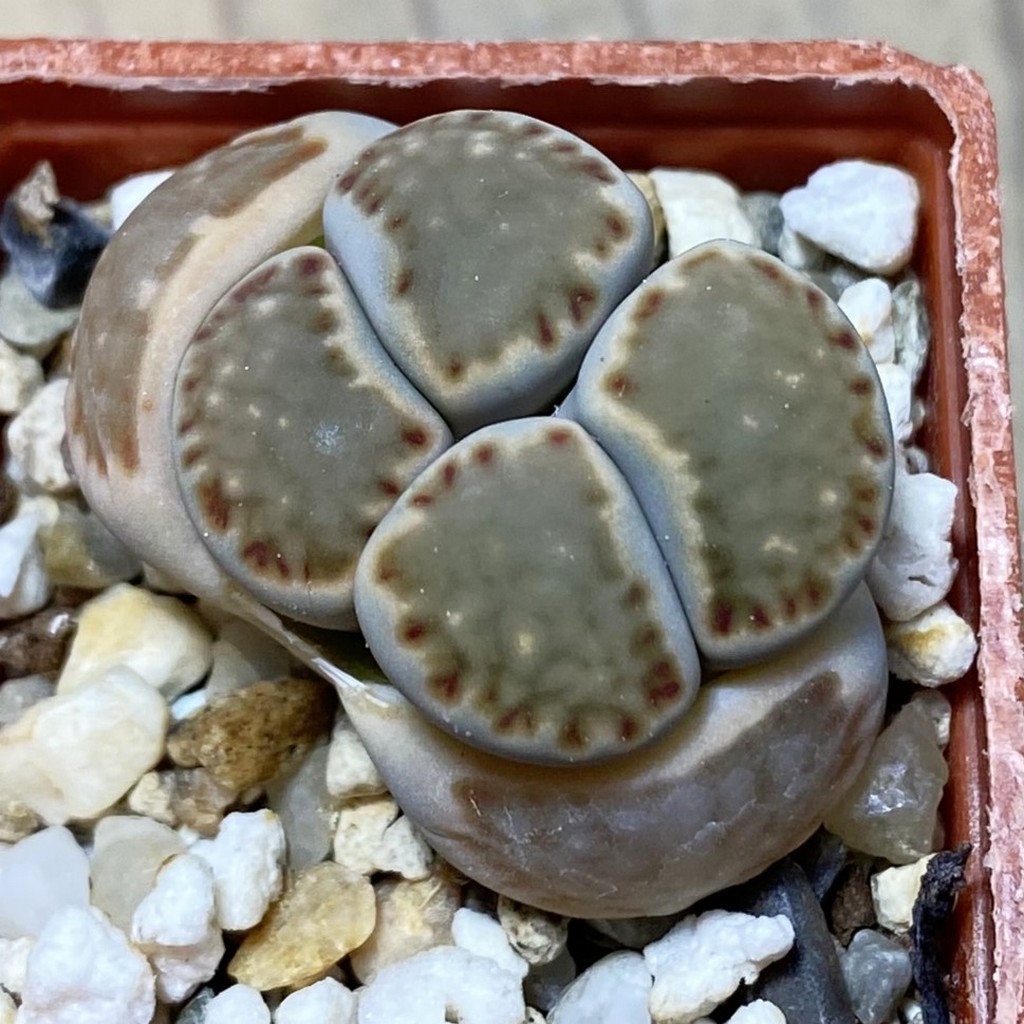 SH35401 Lithops julii v. rouxii