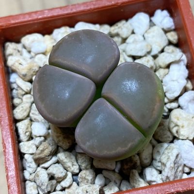 SH35402 Lithops olivacea