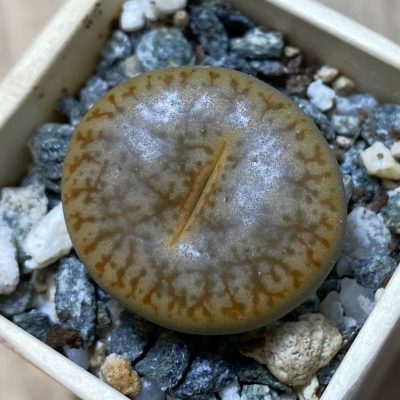 SH35403 Lithops pseudotruncatella v. alpina