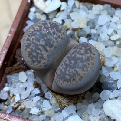 SH35414 Lithops terricolor C131