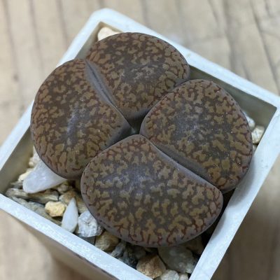 SH35415 Lithops aucampiae