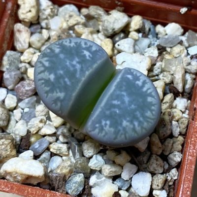 SH35416 Lithops helmutii C 271