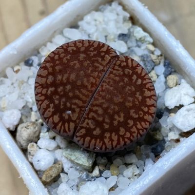 SH35417 Lithops aucampiae v. euniceae LMP4