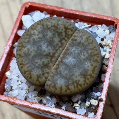 SH35418 Lithops pseudotruncatella v. alpina