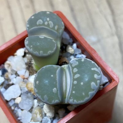 SH35419 Lithops otzeniana C350