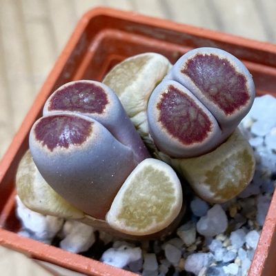 SH35420 Lithops julii ‘Kikushogiyoku’ hybrid